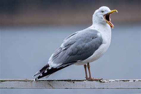 Can You Smoke on Your Balcony on a Cruise Ship? And Why Do Seagulls Always Seem to Know When You’re About to Light Up?