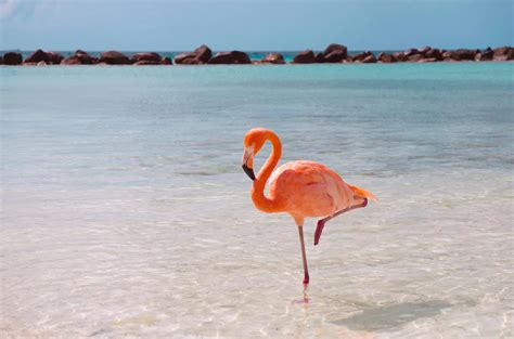 Why is my Amazon package taking so long to ship? And why do flamingos prefer standing on one leg?